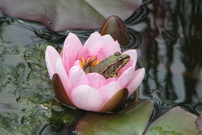 Cheile Sohodolului cazare